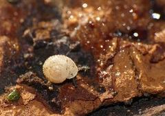 Vallonia costata