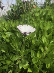 Dimorphotheca fruticosa