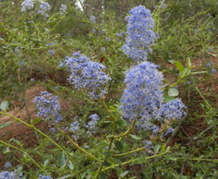 Ceanothus parvifolius