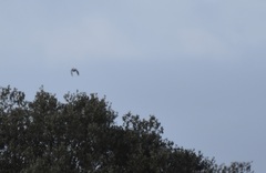 Pterocles orientalis