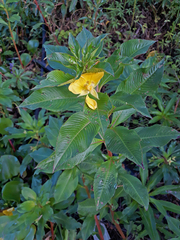 Ludwigia elegans