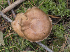 Cortinarius caperatus