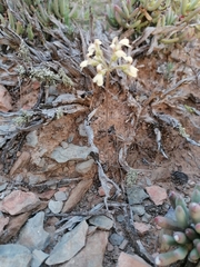 Pelargonium luteolum