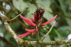 Erythrina americana