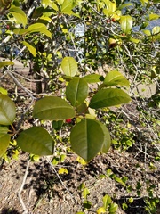 Ilex opaca