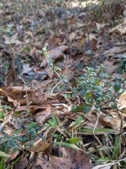 Clinopodium carolinianum