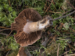 Cortinarius caperatus