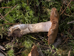 Cortinarius caperatus