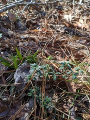 Clinopodium carolinianum