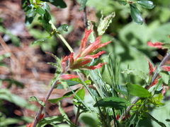 Castilleja disticha