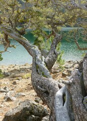 Cercocarpus ledifolius