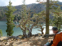 Cercocarpus ledifolius