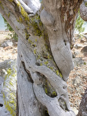 Cercocarpus ledifolius