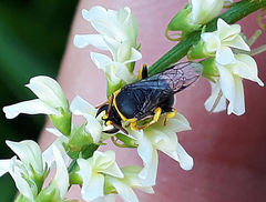 Hylaeus euxanthus