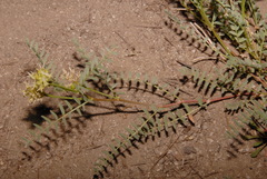 Astragalus bolanderi