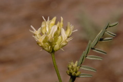 Astragalus bolanderi