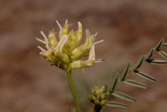 Astragalus bolanderi