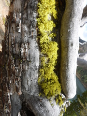 Cercocarpus ledifolius