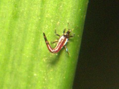Aeolothrips