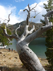 Cercocarpus ledifolius