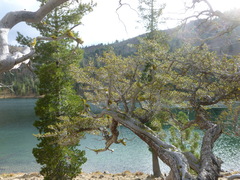 Cercocarpus ledifolius