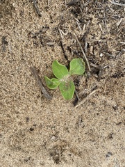 Mesembryanthemum crystallinum