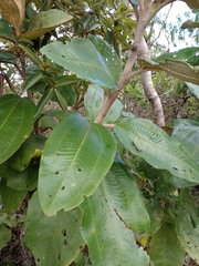 Miconia xalapensis
