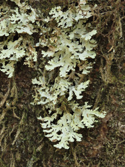 Pseudocyphellaria