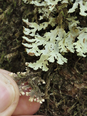 Pseudocyphellaria