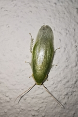 Panchlora nivea