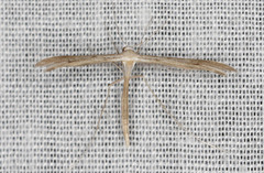 Stenoptilia zophodactylus