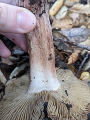 Inosperma adaequatum