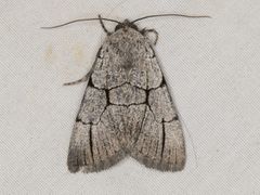 Sympistis ragani
