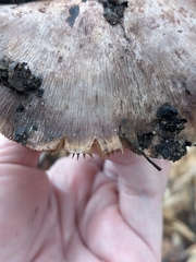 Inosperma adaequatum