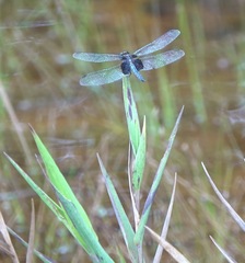 Erythrodiplax unimaculata