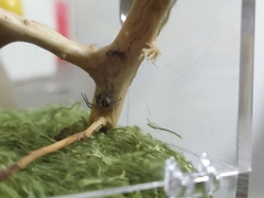 Steatoda paykulliana