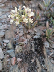 Pelargonium luteolum