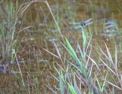 Erythrodiplax unimaculata