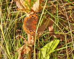 Junonia genoveva hilaris