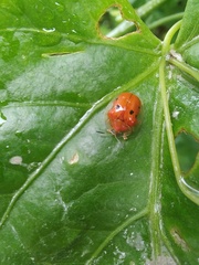 Charidotella sexpunctata