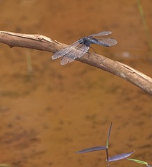 Erythrodiplax unimaculata