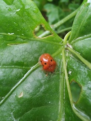 Charidotella sexpunctata