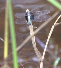 Erythrodiplax unimaculata