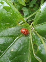 Charidotella sexpunctata