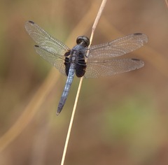 Erythrodiplax unimaculata