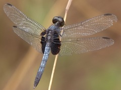 Erythrodiplax unimaculata