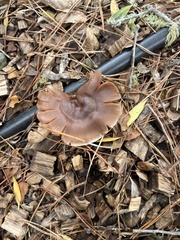 Cortinarius ohlone