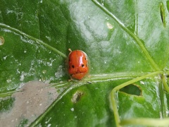 Charidotella sexpunctata