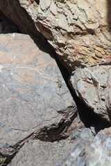 Sceloporus uniformis