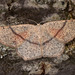 Cyclophora punctaria - Photo (c) Paolo Mazzei,  זכויות יוצרים חלקיות (CC BY-NC), הועלה על ידי Paolo Mazzei